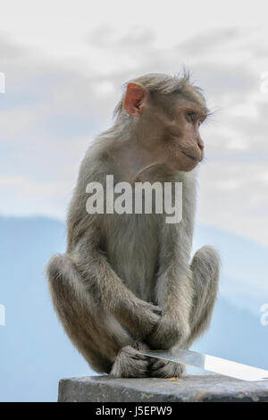 Portrait d'un singe macaque Bonnet (Macaca radiata) dans dans la région montagneuse de Wayanad District, Kerala, Inde du Sud, en Asie du Sud Banque D'Images