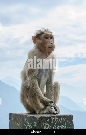 Portrait d'un singe macaque Bonnet (Macaca radiata) dans dans la région montagneuse de Wayanad District, Kerala, Inde du Sud, en Asie du Sud Banque D'Images