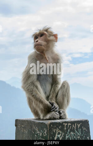 Portrait d'un singe macaque Bonnet (Macaca radiata) dans dans la région montagneuse de Wayanad District, Kerala, Inde du Sud, en Asie du Sud Banque D'Images