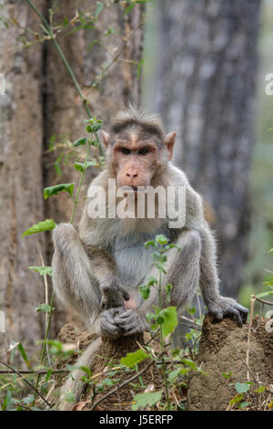 Portrait d'un singe macaque Bonnet (Macaca radiata) dans une forêt, dans le district de Wayanad, Kerala, Inde du Sud, en Asie du Sud Banque D'Images