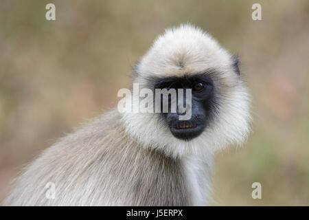 Portrait d'un gray langur monkey (ou langur Hanuman (Semnopithecus) à Wayanad, Sanctuaire de faune de Tholpetty, Kerala, Inde du Sud, en Asie du Sud Banque D'Images