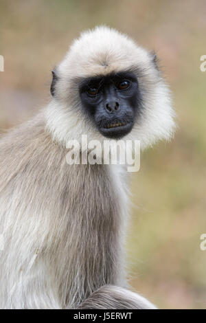 Portrait d'un gray langur monkey (ou langur Hanuman (Semnopithecus) à Wayanad, Sanctuaire de faune de Tholpetty, Kerala, Inde du Sud, en Asie du Sud Banque D'Images