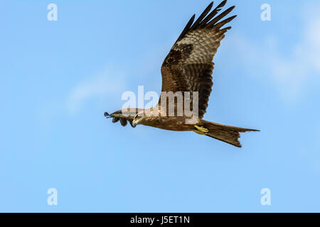 Oiseau de proie volant au-dessus de la plage de Beypore (Beypur), District de Kozhikode (Calicut), Kerala, Inde du Sud, en Asie du Sud Banque D'Images