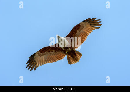 L'aigle de mer volant au-dessus de la plage de Beypore (Beypur), District de Kozhikode (Calicut), Kerala, Inde du Sud, en Asie du Sud Banque D'Images