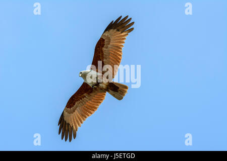 L'aigle de mer volant au-dessus de la plage de Beypore (Beypur), District de Kozhikode (Calicut), Kerala, Inde du Sud, en Asie du Sud Banque D'Images