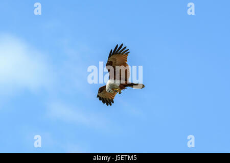 L'aigle de mer manger un poisson tout en volant au-dessus de la plage de Beypore (Beypur), District de Kozhikode (Calicut), Kerala, Inde du Sud, en Asie du Sud Banque D'Images