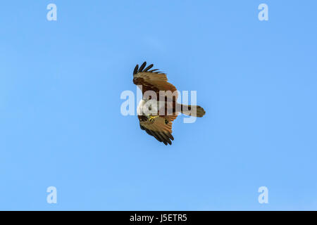 L'aigle de mer manger un poisson tout en volant au-dessus de la plage de Beypore (Beypur), District de Kozhikode (Calicut), Kerala, Inde du Sud, en Asie du Sud Banque D'Images