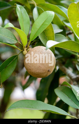 La sapotille Manilkara zapota (fruits) poussant sur un arbre dans le Kerala, Inde du Sud, l'Asie du Sud. Le fruit est également connu sous le nom de sapote et chikoo. Banque D'Images