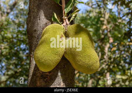 Jacquier (Artocarpus heterophyllus), également connu sous le nom de jack tree et jakfruit, Kerala, Inde du Sud, en Asie du Sud Banque D'Images