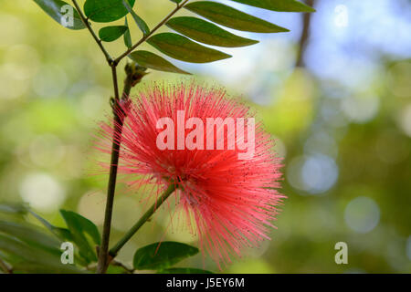 Powder Puff rouge plante, Calliandra haematocephala, Kerala, Inde du Sud, l'Asie du Sud. Aussi connu sous le nom de Powder Puff tree et fairy duster. Banque D'Images