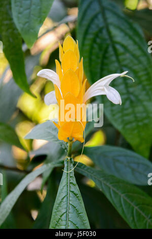 Pachystachys lutea, également connu sous le nom de la sucette et l'usine Usine de crevettes dorées, Kerala, Inde du Sud, en Asie du Sud Banque D'Images