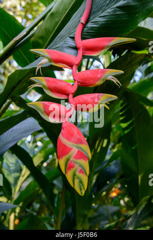 Heliconia Rostrata (également connu sous le nom de Griffe du homard suspendu, faux Oiseau du Paradis et Parrot flower), Kerala, Inde du Sud, en Asie du Sud Banque D'Images