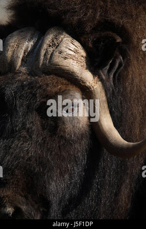 Portrait de vieux bœuf musqué avec long Horn et de la fourrure Banque D'Images