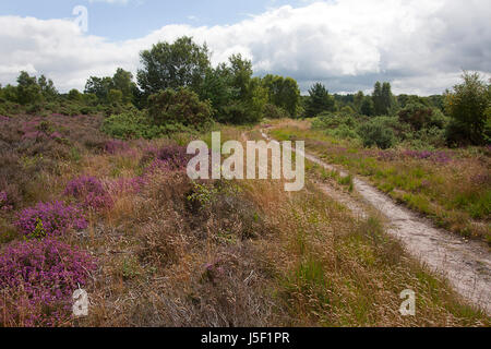 Ludshott en juillet commun,l'un des derniers grands domaines de la lande à Headley, East Hampshire Surrey, Angleterre frontières Banque D'Images