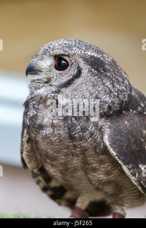 Un petit hibou Grand-duc et de sauvetage sanctuary Banque D'Images