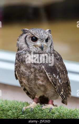 Un petit hibou Grand-duc et de sauvetage sanctuary Banque D'Images