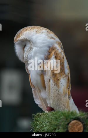 Un Sauvé Barn Owl endormi sur un perchoir Banque D'Images