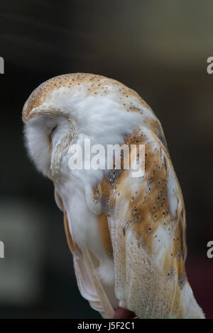 Un Sauvé Barn Owl endormi sur un perchoir Banque D'Images