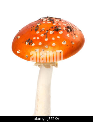 Champignons agaric fly rouge avec des morceaux de saleté. Isolé sur fond blanc. Banque D'Images