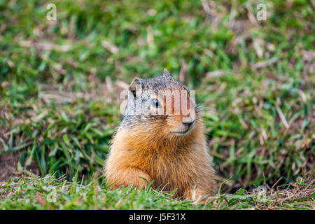 L'Flickertail. Une petite créature très suave qu'aimé poser pour moi à Kananaskis dans les Rocheuses de l'Alberta, Canada. Banque D'Images