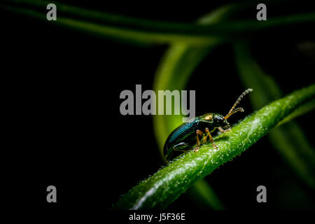 Petit bug métallique sur l'herbe verte en forêt macro photo Banque D'Images