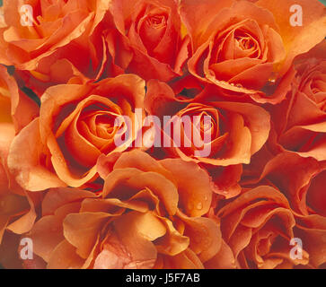 Rose, Rosa, Close up de la masse de fleurs de couleur pêche. Banque D'Images