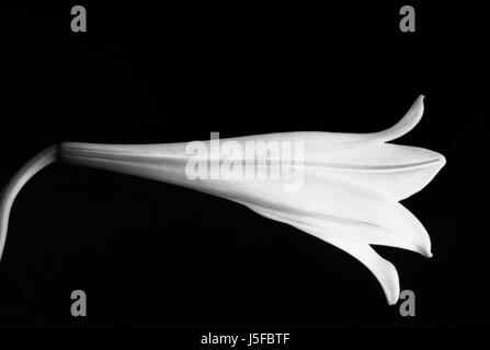 Lily, Lilium, noir & blanc, studio shot. Banque D'Images