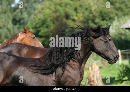 Portrait cheval profil jetblack basané noir noir noir long galop Banque D'Images