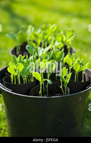 Gros plan de jeunes plantes de pois doux poussant dans des pots de plantes en plastique pots tubes racines trainers Banque D'Images