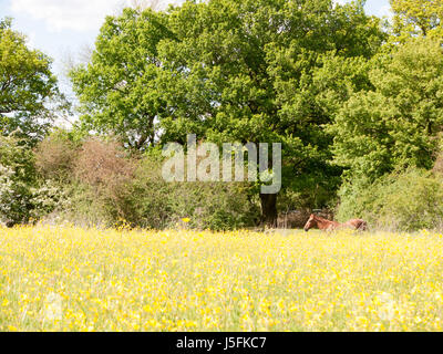 Un cheval brun et de détente de repos en regardant un champ d'été de renoncules hors uk essex la paix Banque D'Images