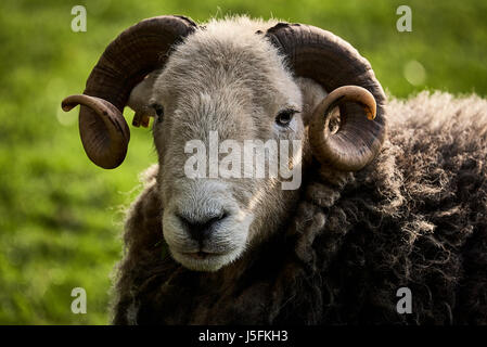 Ram Herdwick - tête cornue Banque D'Images