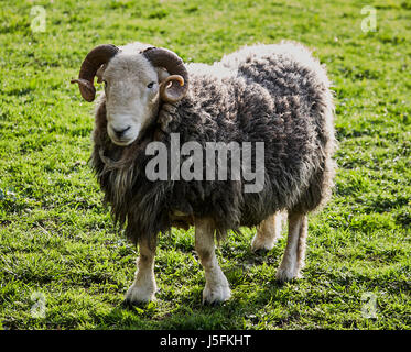 Ram Herdwick - tête/corps Banque D'Images