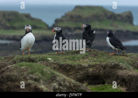 Quatre macareux debout sur le bord d'une falaise avec vue sur Lunga en arrière-plan Banque D'Images