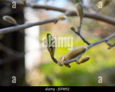 Lame de ressort de germination dans le jardin Banque D'Images