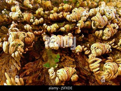 La fausse rose de Jéricho (Selaginella lepidophylla) de la famille des clubmosses spikemosses,(selaginellaceae) se produit dans le Banque D'Images