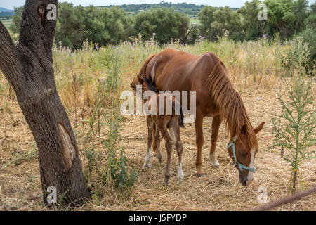 Les chevaux : jeune poulain mâle marron se cachant dans la queue de la mère, au nord de Majorque, Majorque, Îles Baléares, Espagne Banque D'Images