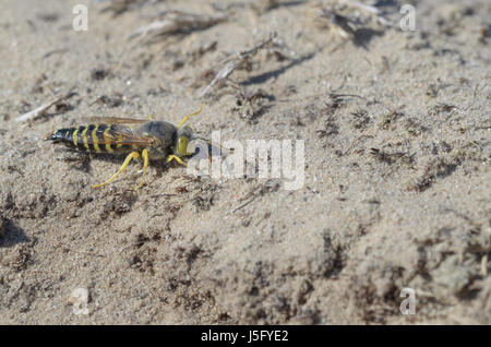 Wasp de sable, femme - Bembix rostrata Banque D'Images