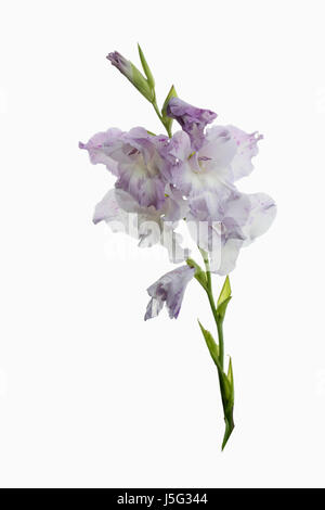 Sword Lily, Gladiolus, Studio shot of fleurs lilas pâle et blanc sur une seule tige. Banque D'Images