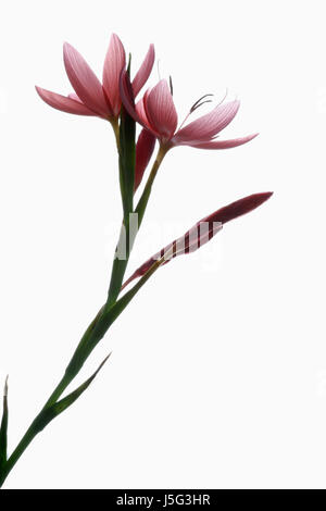 Lis kaffir, Hesperantha coccinea, Studio shot of open et nouvelles fleurs rose sur une tige verticale. Banque D'Images