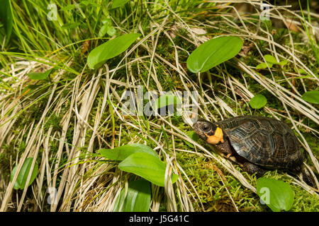 Un gros plan d'un habitat naturel de la Tortue Banque D'Images