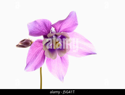 Aquilegia, ancolie, simple tige de plante avec tête mauve pâle sur un fond blanc, pur. Banque D'Images