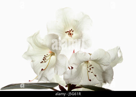 Le rhododendron, Studio shot de fleurs blanches sur une tige contre un fond blanc, pur. Banque D'Images