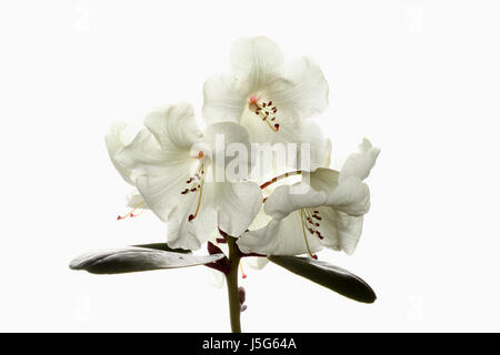 Le rhododendron, Studio shot de fleurs blanches sur une tige contre un fond blanc, pur. Banque D'Images