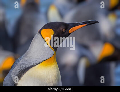 King penguin profil droit avec arrière-plan flou Banque D'Images