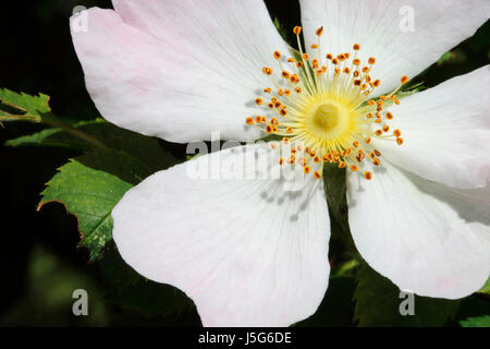 Rose, Dog rose, rosa canina, ouvert simple télévision blanc avec fleur rose pâle à l'extérieur croissant montrant étamine. Banque D'Images
