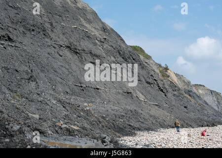 Combustibles-enrichi de falaises, Charmouth Banque D'Images