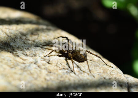 Close-up of a wolf-spider sur un rocher Banque D'Images