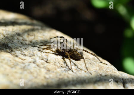 Close-up of a wolf-spider sur un rocher Banque D'Images