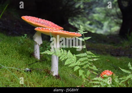 Fly fée ou agaric toadstool champignons en forêt des Carpates, en Roumanie. Banque D'Images