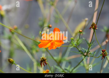 Une belle fleur de jardin orange nommée Cosmos sulfureus. Il est également connu sous le nom de cosmos de soufre et de cosmos jaune. Banque D'Images